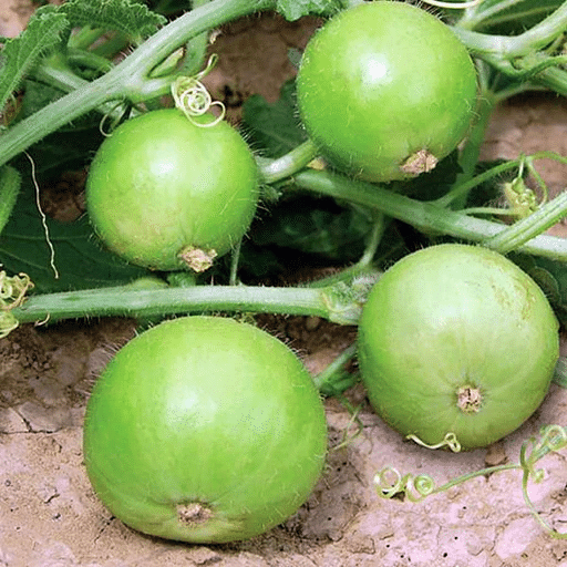 Jignisha Seeds Hybrid Apple Gourd Vegetable ( 50 Seeds ) Jignisha Seeds Hybrid Apple Gourd Vegetable ( 50 Seeds )