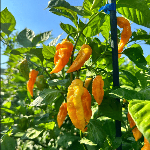 Jignisha Seeds Hybrid Bhut Jolokia Chilli Vegetable ( 30 Seeds )     			Jignisha Seeds Hybrid Bhut Jolokia Chilli Vegetable ( 30 Seeds )