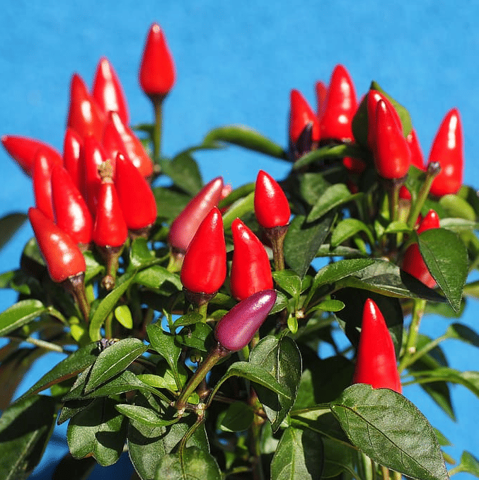 Jignisha Seeds Hybrid Ornamental Chilli Vegetable ( 50 Seeds ) Jignisha Seeds Hybrid Ornamental Chilli Vegetable ( 50 Seeds )