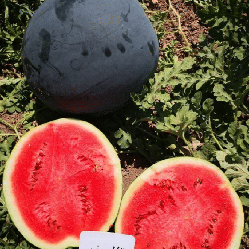 Jignisha Seeds Black Watermelon Fruit ( 10 Seeds )