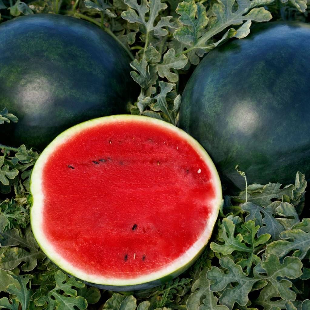     			Jignisha Seeds Hybrid Black Watermelon Fruit ( 10 Seeds )