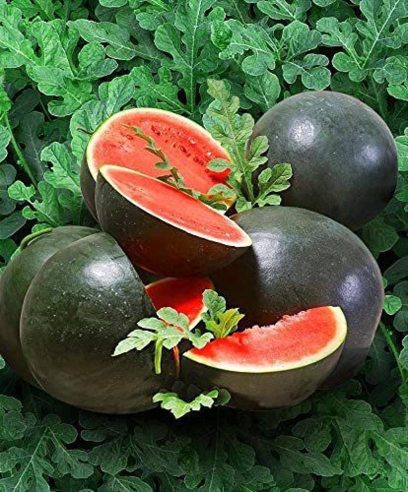     			Jignisha Seeds Hybrid Black Watermelon Fruit ( 10 Seeds )