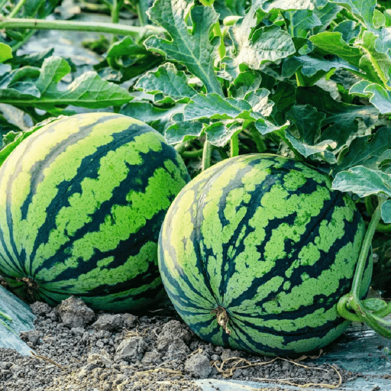     			Jignisha Seeds Hybrid Green Watermelon Fruit ( 10 Seeds )