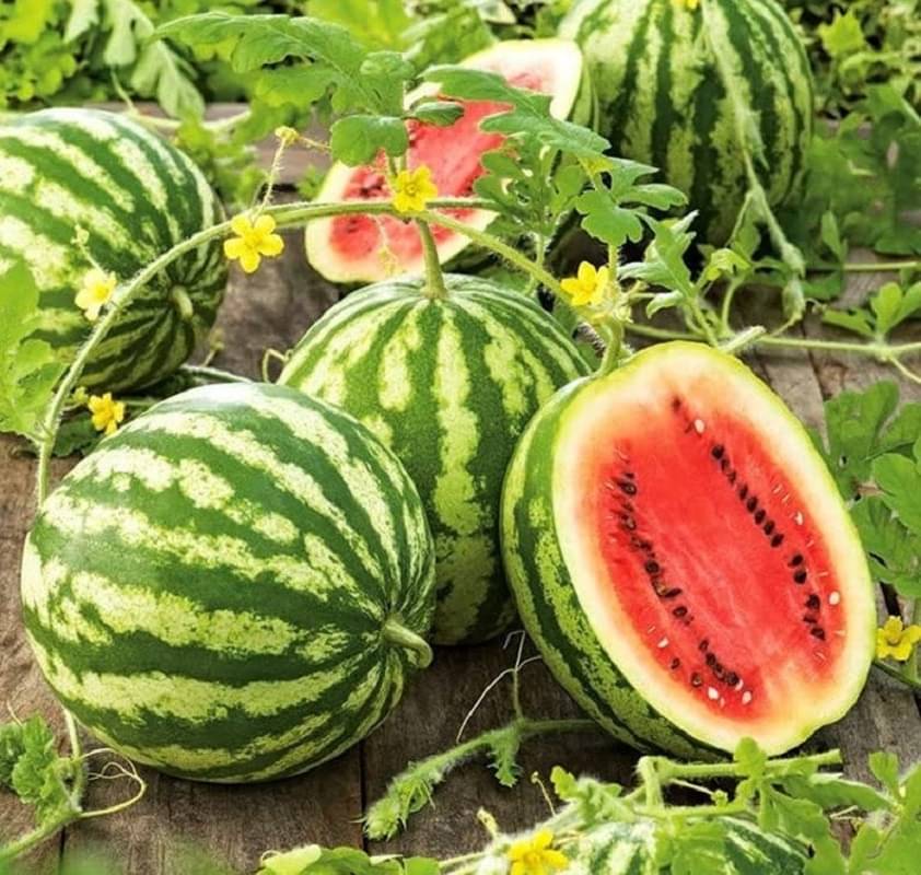 Jignisha Seeds Hybrid Tarbuj Fruit ( 10 Seeds ) Jignisha Seeds Hybrid Tarbuj Fruit ( 10 Seeds )