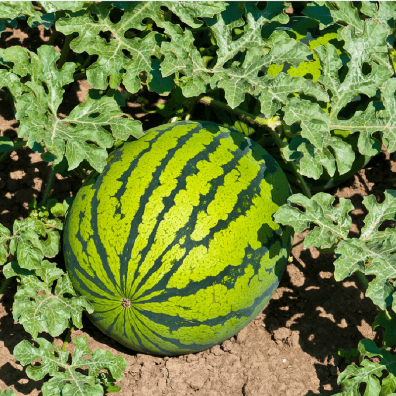     			Jignisha Seeds Organic Green Watermelon Fruit ( 10 Seeds )