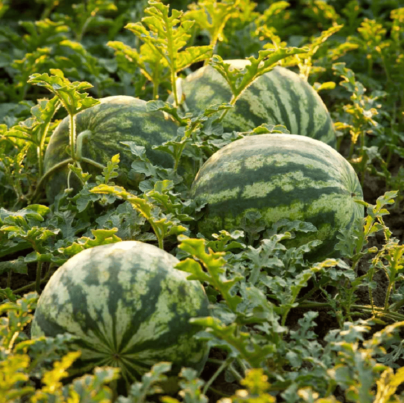     			Jignisha Seeds Organic Green Watermelon Fruit ( 10 Seeds )