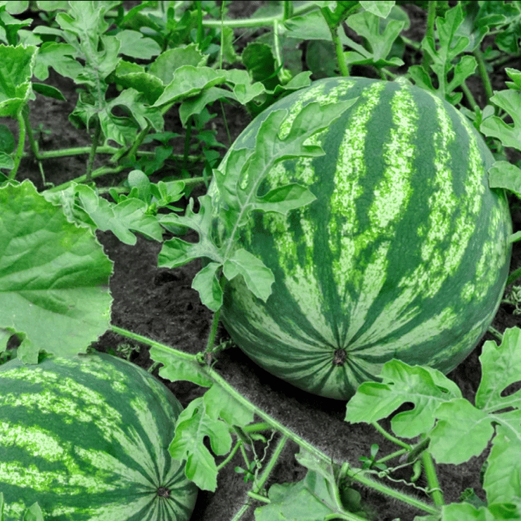 Jignisha Seeds Organic Green Watermelon Fruit ( 10 Seeds ) Jignisha Seeds Organic Green Watermelon Fruit ( 10 Seeds )