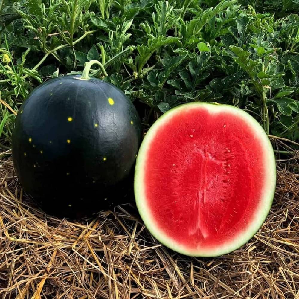 Jignisha Seeds Organic Tarbuj Fruit ( 10 Seeds ) Jignisha Seeds Organic Tarbuj Fruit ( 10 Seeds )