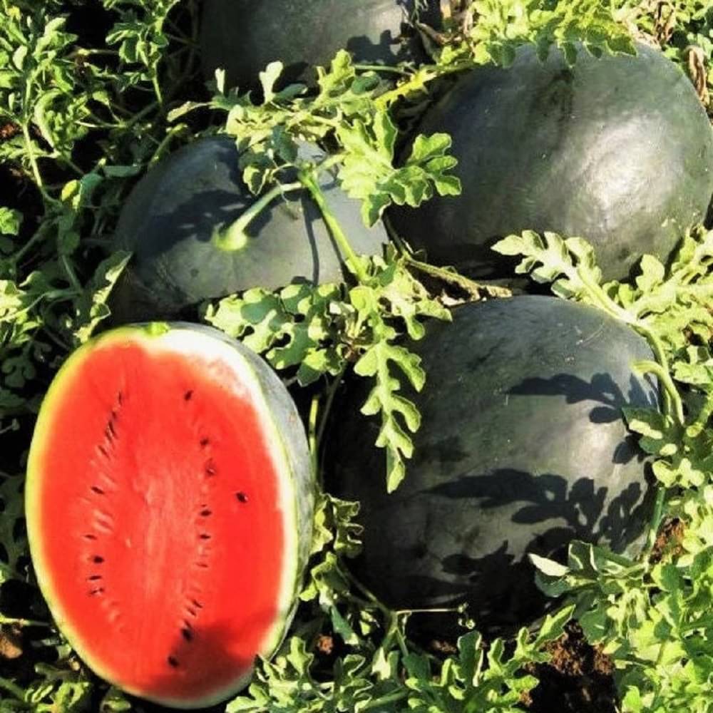Jignisha Seeds Organic Tarbuj Fruit ( 10 Seeds ) Jignisha Seeds Organic Tarbuj Fruit ( 10 Seeds )