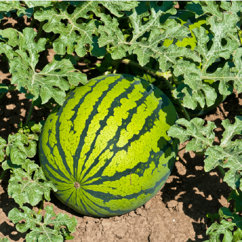 Jignisha Seeds Organic Tarbuj Fruit ( 10 Seeds ) Jignisha Seeds Organic Tarbuj Fruit ( 10 Seeds )