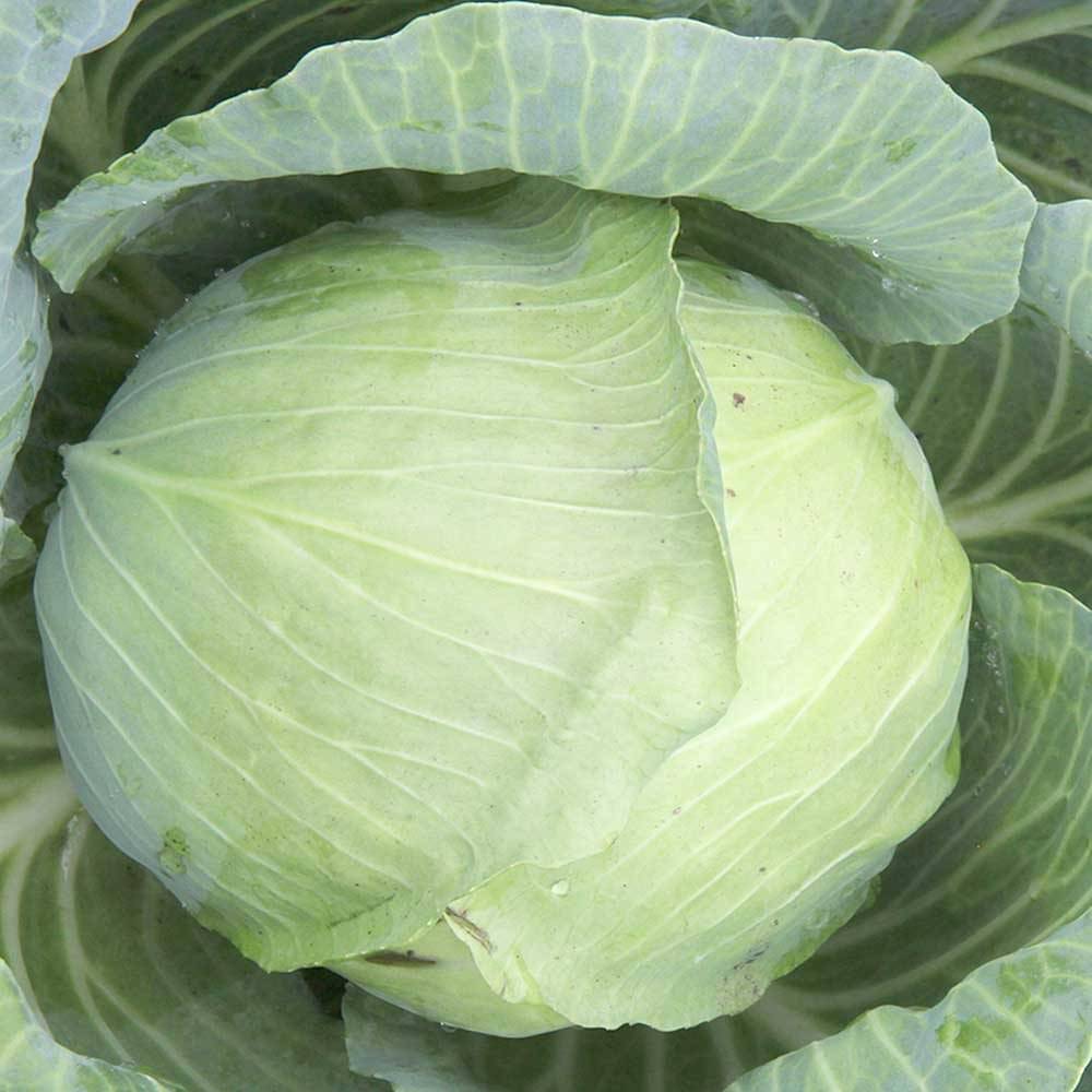 LiveNature Cabbage Seeds | Patta/Bandha Gobhi Seeds | Outdoor Vegetable Plant Seeds for Home Garden & Terrace – Pack of 100 Seeds LiveNature Cabbage Seeds | Patta/Bandha Gobhi Seeds | Outdoor Vegetable Plant Seeds for Home Garden & Terrace – Pack of 100 Seeds