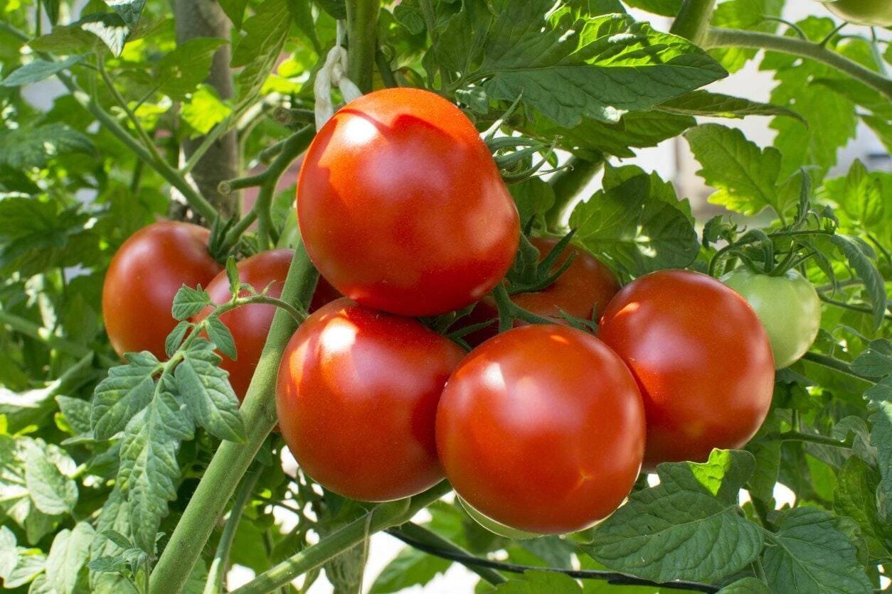 LiveNature Desi Tomato Seeds | Vegetable Plant Seeds For Home Garden & Terrace – Pack of 100 Seeds LiveNature Desi Tomato Seeds | Vegetable Plant Seeds For Home Garden & Terrace – Pack of 100 Seeds