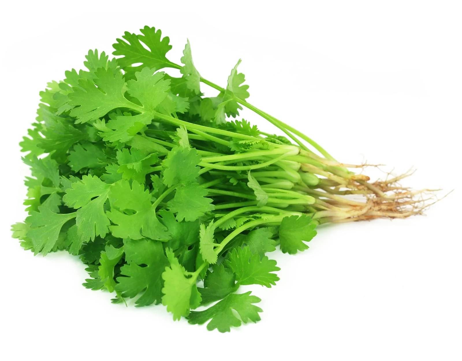 LiveNature Coriander Seeds | Dhaniya Seeds | Outdoor Vegetable Plant Seeds | Best For Home Garden & Terrace – Pack of 100 Seeds LiveNature Coriander Seeds | Dhaniya Seeds | Outdoor Vegetable Plant Seeds | Best For Home Garden & Terrace – Pack of 100 Seeds