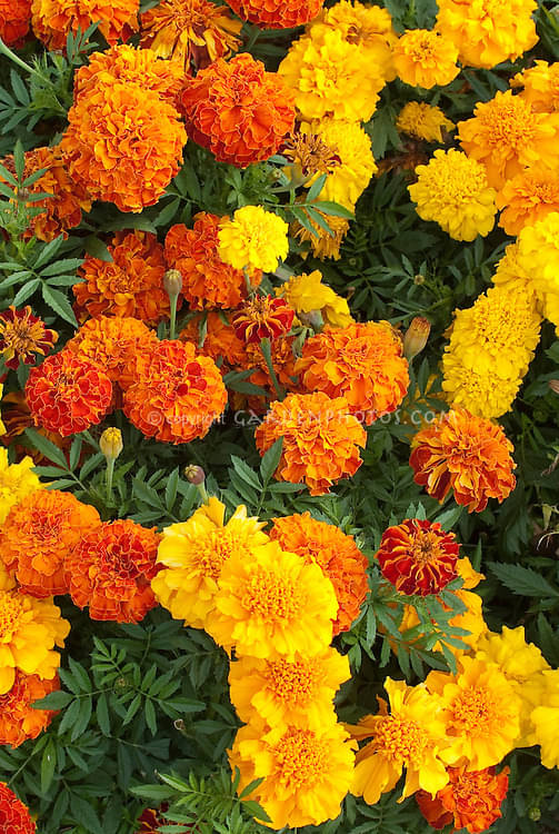 LiveNature Marigold Mixed Flower Seeds | Yellow Genda Phool Seeds | Summer Flower Seeds For Home Garden & Terrace – 100 Seeds     			LiveNature Marigold Mixed Flower Seeds | Yellow Genda Phool Seeds | Summer Flower Seeds For Home Garden & Terrace – 100 Seeds