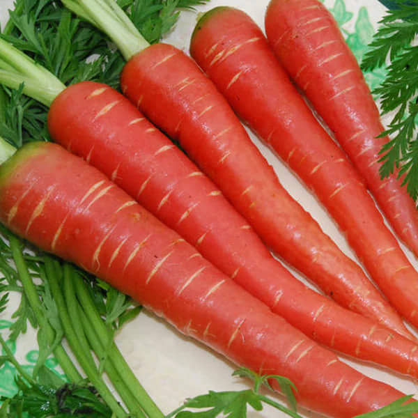 LiveNature Red Carrot Seeds | Lal Gajar Seeds | Winter Outdoor Vegetable Plant Seeds | Best For Home Garden & Terrace – Pack of 100 Seeds