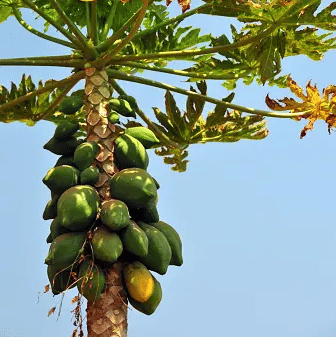 Jignisha Seeds Organic Papita Fruit ( 50 Seeds ) Jignisha Seeds Organic Papita Fruit ( 50 Seeds )