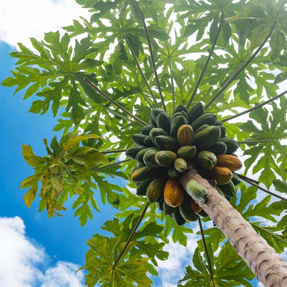 Jignisha Seeds Papaya (Red Lady) Fruit ( 200 Seeds )     			Jignisha Seeds Papaya (Red Lady) Fruit ( 200 Seeds )
