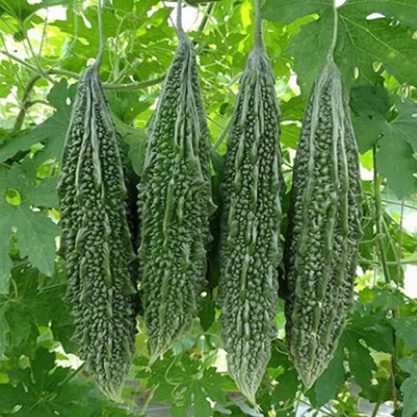 LiveNature Organic Bitter Gourd Vegetable ( 50 Seeds )