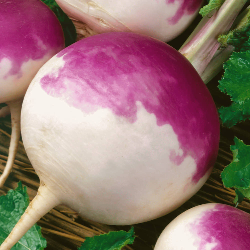 LiveNature Turnip White Purple Seeds | Shalgam Winter Vegetable Plant Seeds | Best For Home Garden & Terrace – 100 Seeds