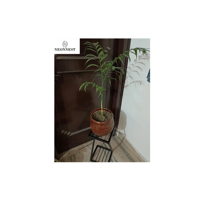     			Neonnest Black Metal Planter Stand ( Pack of 2 )
