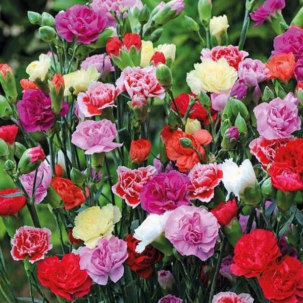 Jignisha Seeds Carnation Mixed Flower ( 30 Seeds ) Jignisha Seeds Carnation Mixed Flower ( 30 Seeds )