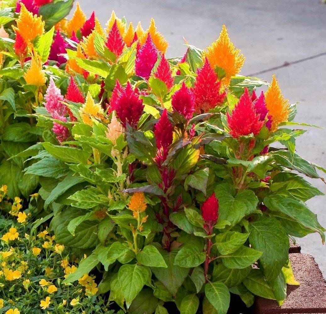     			Jignisha Seeds Celosia Mixed Flower ( 30 Seeds )