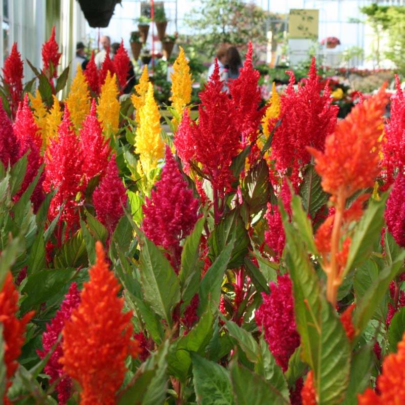 Jignisha Seeds Celosia Mixed Flower ( 30 Seeds ) Jignisha Seeds Celosia Mixed Flower ( 30 Seeds )