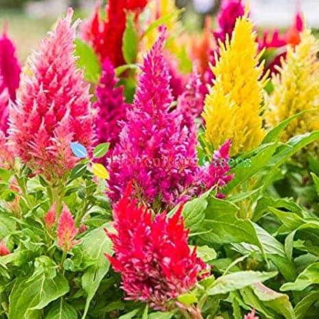 Jignisha Seeds Celosia Mixed Flower ( 30 Seeds ) Jignisha Seeds Celosia Mixed Flower ( 30 Seeds )