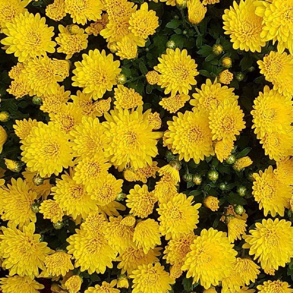     			Sevanti Chrysanthemum Yellow Color Flower Seeds Pack Of 30 | Indoor And Outdoor | for Planting in Home Kitchen Terrace Balcony Gardening