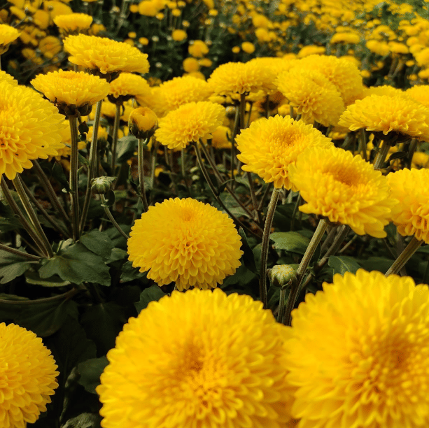 Jignisha Seeds Chrysanthemum Yellow Flower ( 30 Seeds )