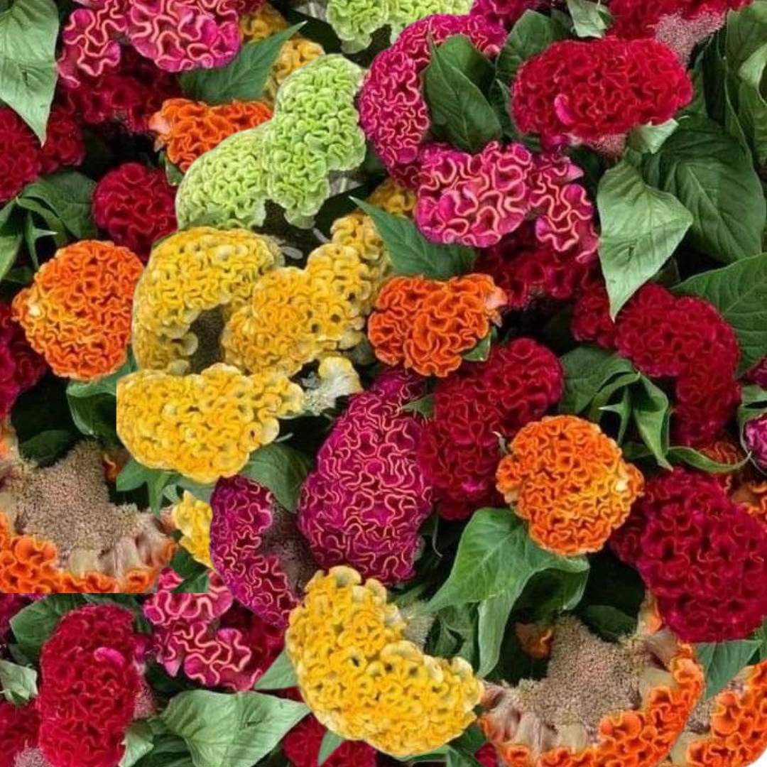 Celosia Cockscomb Multicolor Flower Seeds Pack Of 30 | Indoor And Outdoor | for Planting in Home Kitchen Terrace Balcony Gardening Celosia Cockscomb Multicolor Flower Seeds Pack Of 30 | Indoor And Outdoor | for Planting in Home Kitchen Terrace Balcony Gardening