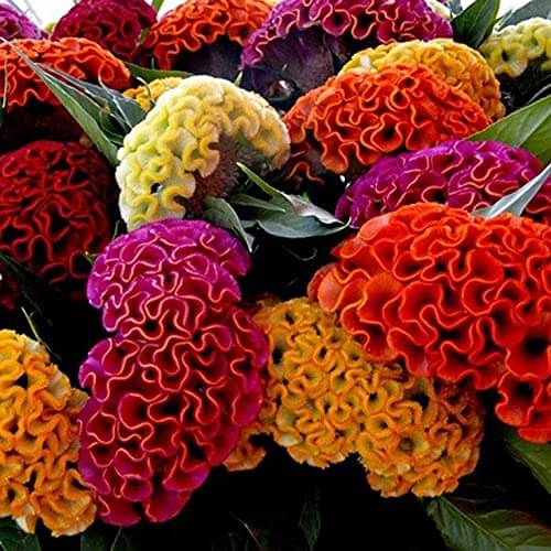     			Jignisha Seeds Cockcomb Mix Flower ( 30 Seeds )