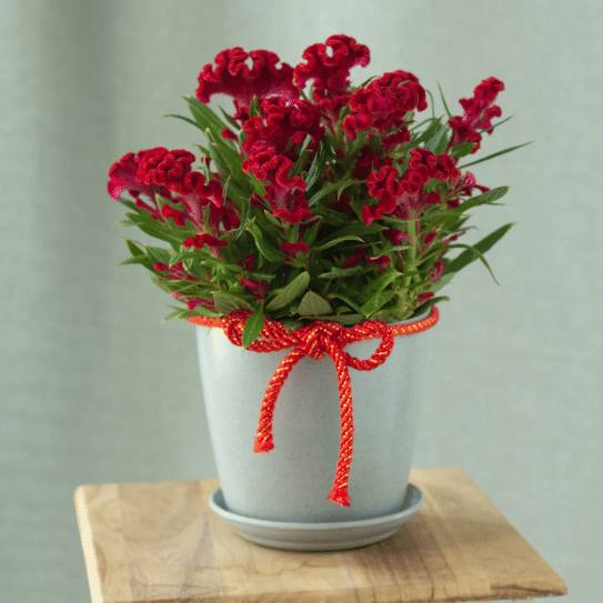     			Jignisha Seeds Cockcomb Red Flower ( 30 Seeds )