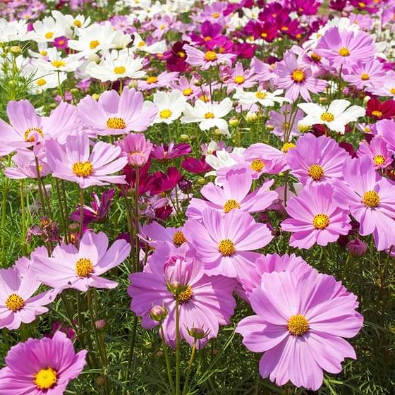     			Jignisha Seeds Cosmos Flower ( 30 Seeds )