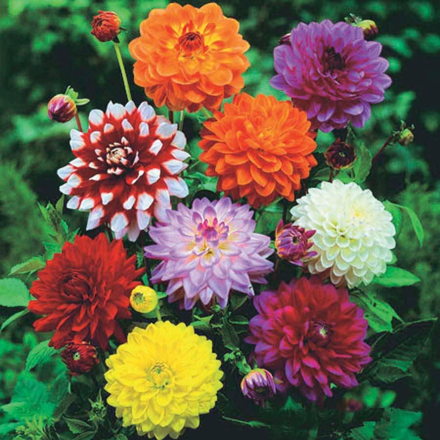 Jignisha Seeds Dahlia Flower ( 20 Seeds ) Jignisha Seeds Dahlia Flower ( 20 Seeds )