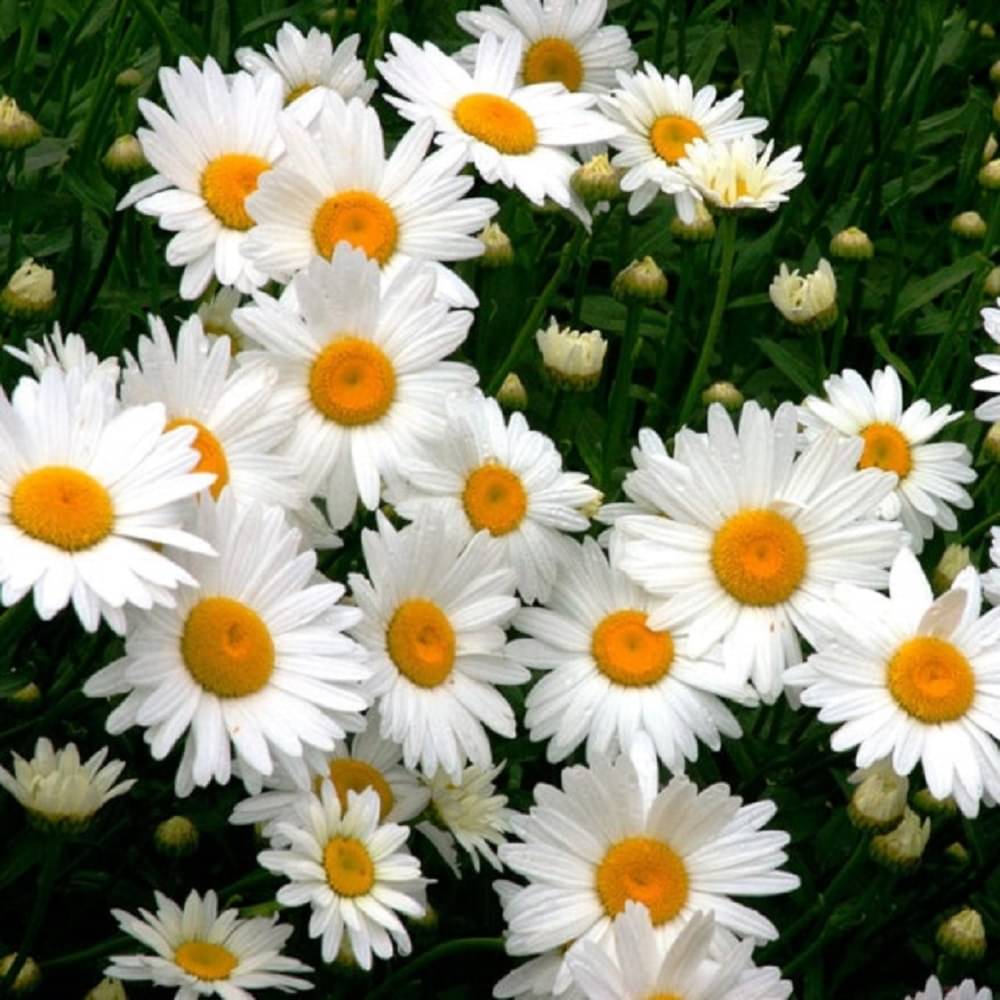     			Daisy White Flower Seeds Pack Of 30 | Indoor And Outdoor | for Planting in Home Kitchen Terrace Balcony Gardening