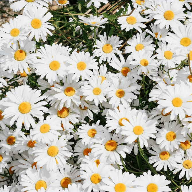 Jignisha Seeds Daisy White Flower ( 30 Seeds ) Jignisha Seeds Daisy White Flower ( 30 Seeds )