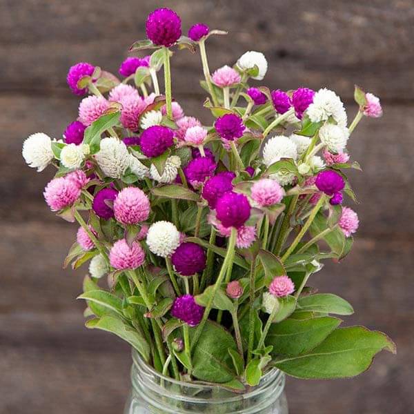 Jignisha Seeds Gomphrena Mixed Flower ( 30 Seeds ) Jignisha Seeds Gomphrena Mixed Flower ( 30 Seeds )