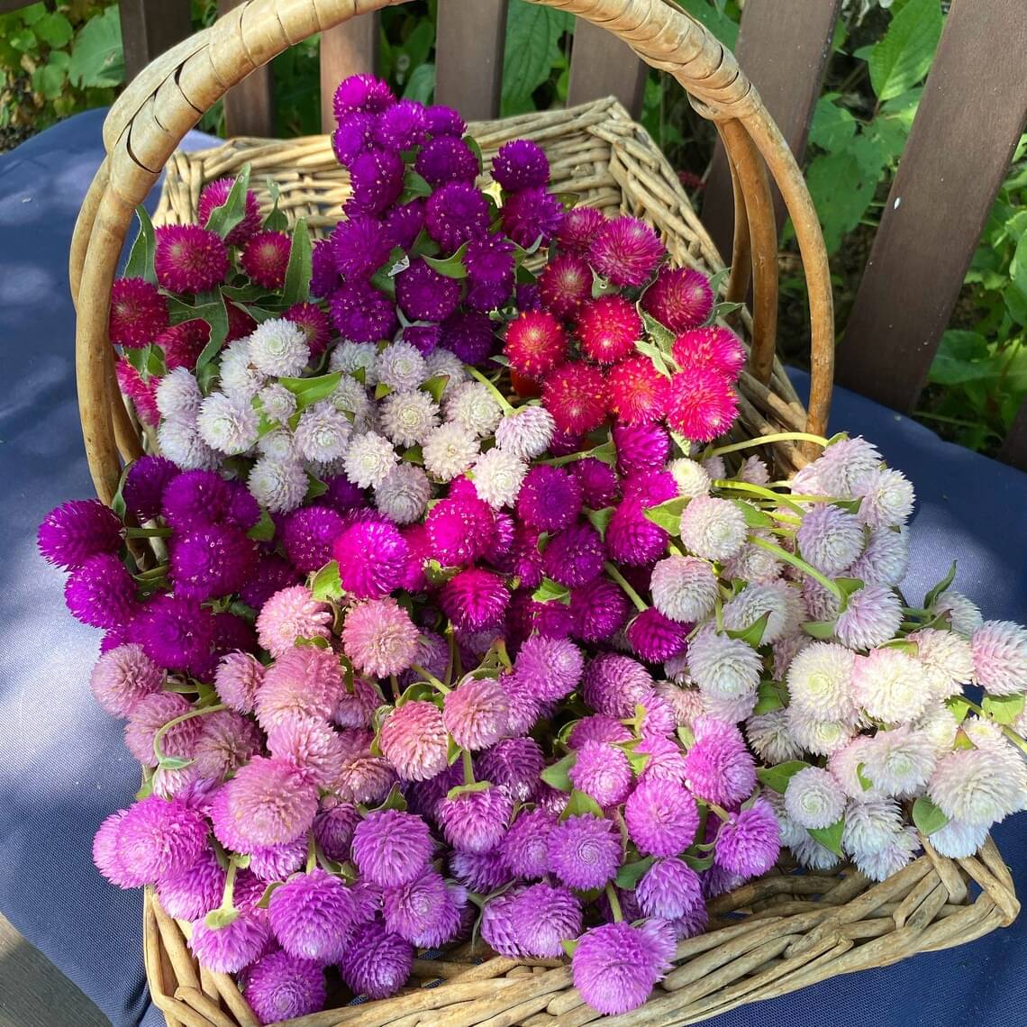     			Jignisha Seeds Gomphrena Mixed Flower ( 30 Seeds )