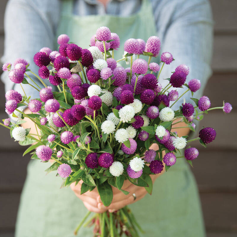Jignisha Seeds Gomphrena Mixed Flower ( 30 Seeds ) Jignisha Seeds Gomphrena Mixed Flower ( 30 Seeds )