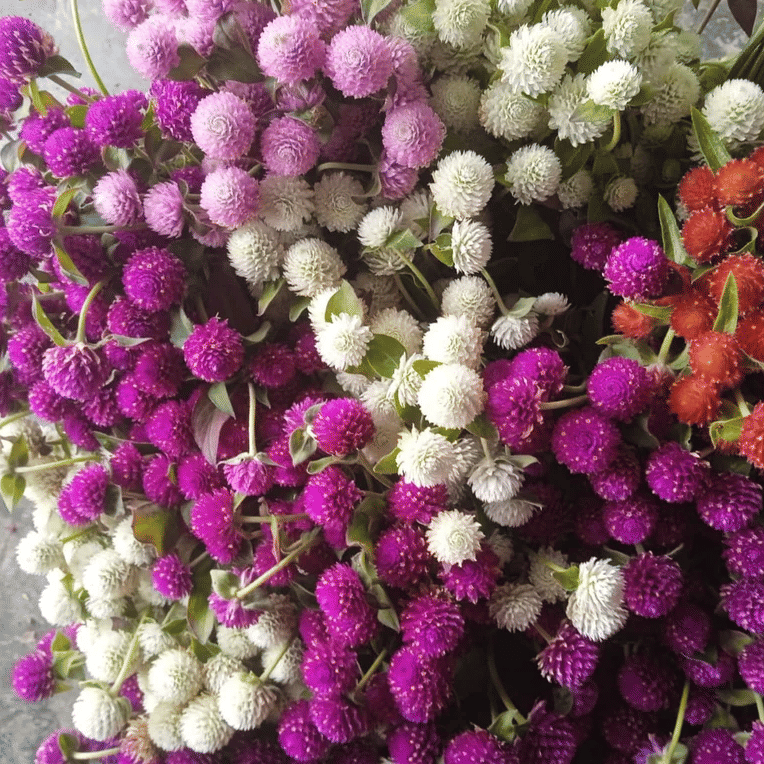     			Jignisha Seeds Gomphrena Mixed Flower ( 30 Seeds )