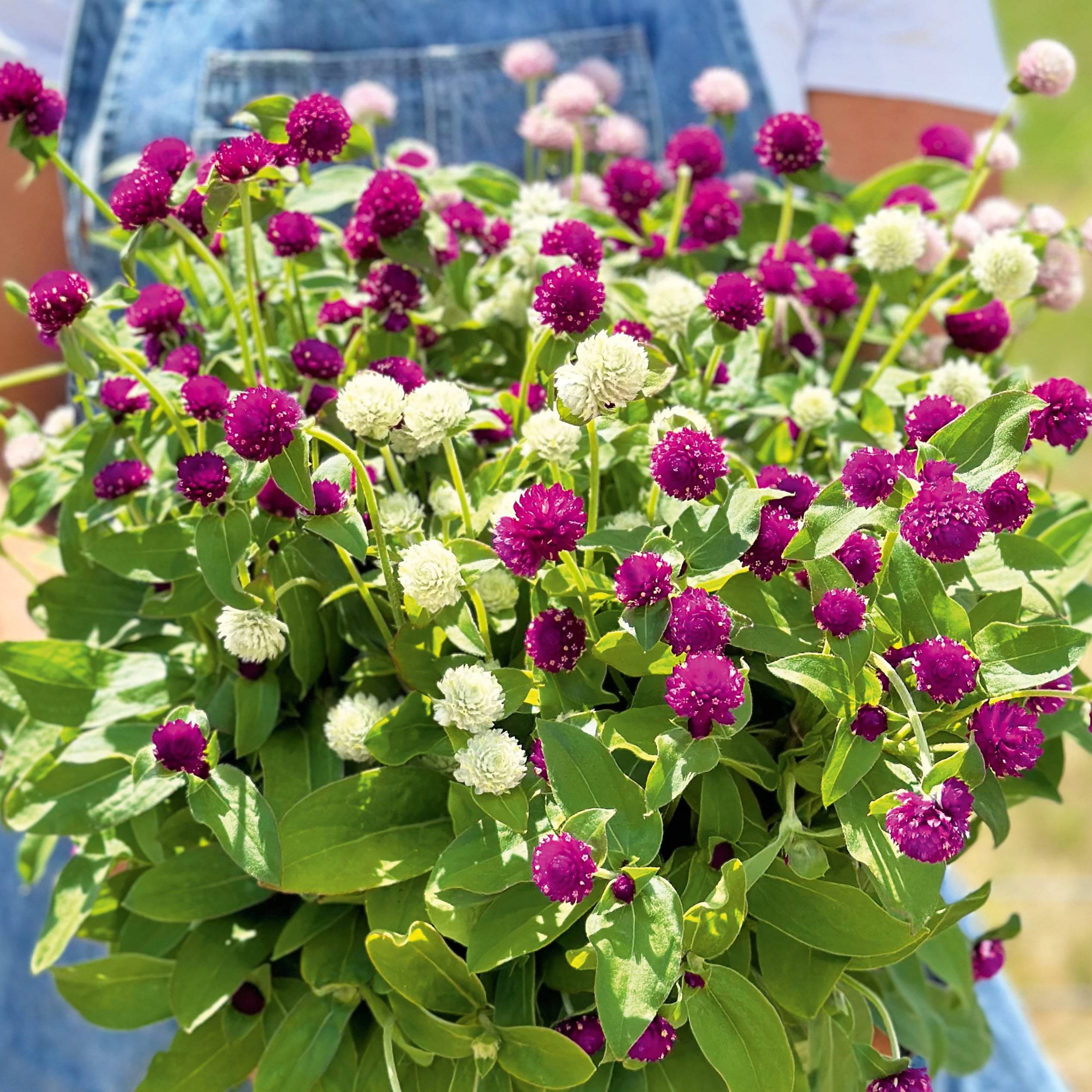     			Jignisha Seeds Gomphrena Purple Flower ( 30 Seeds )