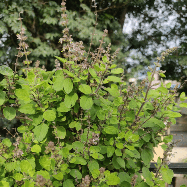 Jignisha Seeds Hybrid Tulsi (Holy Basil) Herb ( 100 Seeds ) Jignisha Seeds Hybrid Tulsi (Holy Basil) Herb ( 100 Seeds )