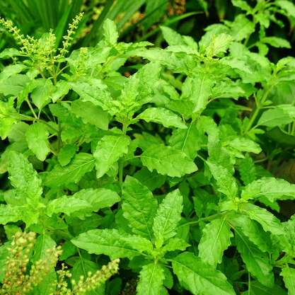 Jignisha Seeds Organic Tulsi (Holy Basil) Herb ( 100 Seeds )