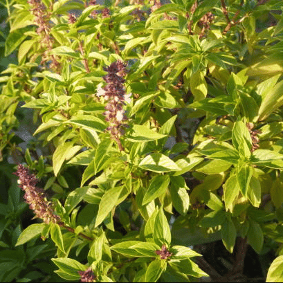 Jignisha Seeds Organic Tulsi (Holy Basil) Herb ( 100 Seeds )