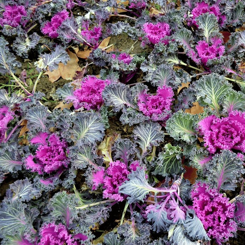 Jignisha Seeds Ornamental Kale Flower Flower ( 30 Seeds ) Jignisha Seeds Ornamental Kale Flower Flower ( 30 Seeds )