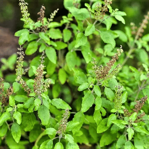 Jignisha Seeds Tulsi (Holy Basil) Herb ( 100 Seeds )