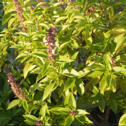 Jignisha Seeds Tulsi (Holy Basil) Herb ( 100 Seeds ) Jignisha Seeds Tulsi (Holy Basil) Herb ( 100 Seeds )