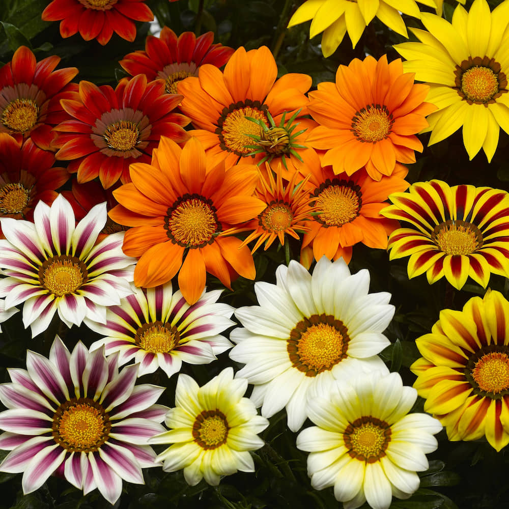 LiveNature Gazania Mixed Flower ( 100 Seeds )