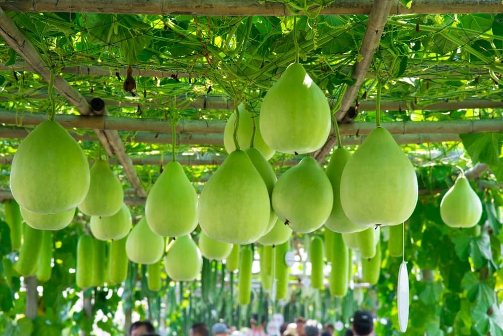 LiveNature Organic Round Bottle Gourd Vegetable ( 50 Seeds ) LiveNature Organic Round Bottle Gourd Vegetable ( 50 Seeds )
